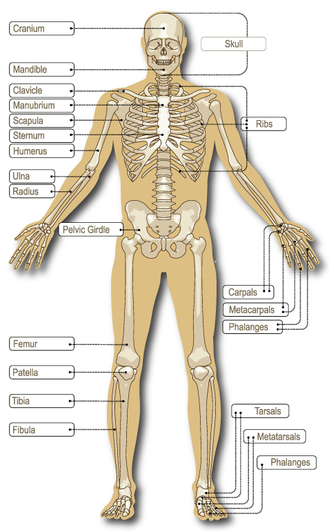 Theadulthumanskeletoncomprises206connectedbones